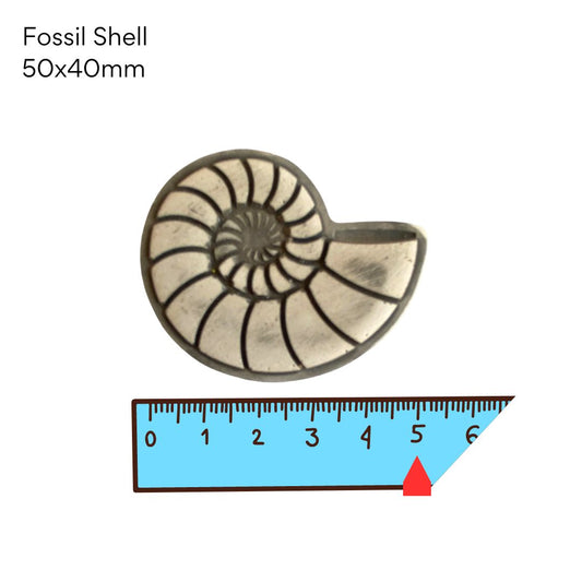 Fossil Shell  (50x40mm)
